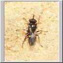 Oxybelus bipunctatus - Fliegenspiesswespe w01 5mm - Sandgrube Niedringhaussee.jpg